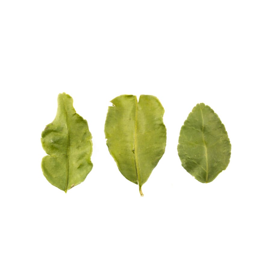 Kaffir Limettenblätter